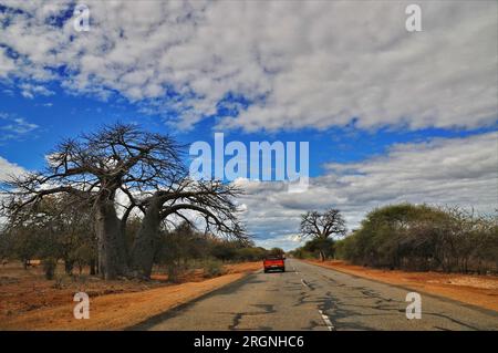 L'area di Tshipise nel nord-est di Limpopo vanta una delle più grandi popolazioni di alberi di Baobab in Sudafrica. Foto Stock