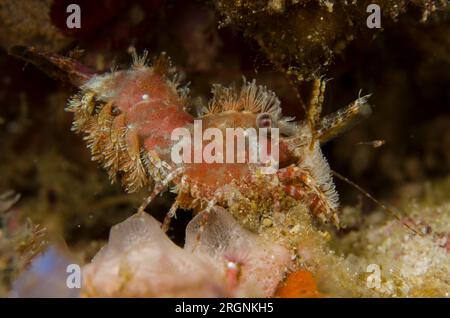 Saron Shrimp, Saron marmoratus, immersione notturna, sito di immersione sulla spiaggia rosa, Isola Padar, Parco Nazionale di Komodo, Indonesia Foto Stock