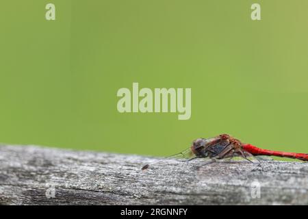 La libellula rossa conosciuta come darter dalle vene rosse, Sympetrum fonscolombii Foto Stock