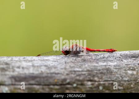 La libellula rossa conosciuta come darter dalle vene rosse, Sympetrum fonscolombii Foto Stock