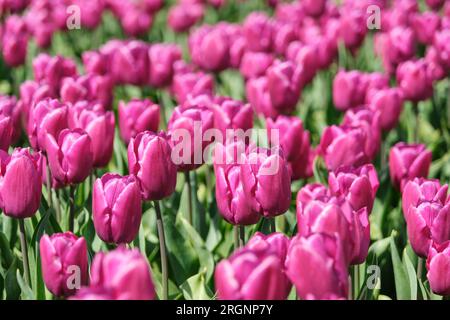 Tulipani rosa con foglie verdi su un campo nei Paesi Bassi in primavera. Immagine di sfondo con messa a fuoco selettiva. Foto Stock