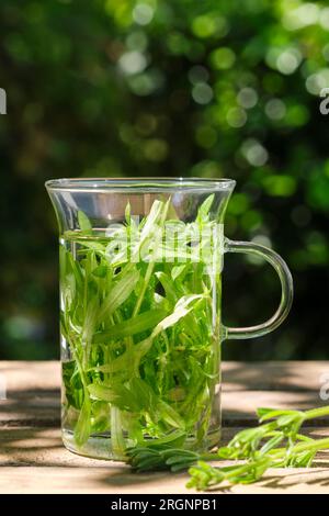 Tisane fresche. La taglierina verde lascia in un bicchiere in un giardino su un tavolo di legno con foglie fresche in primo piano. Conosciuto anche come Galium aparine Foto Stock