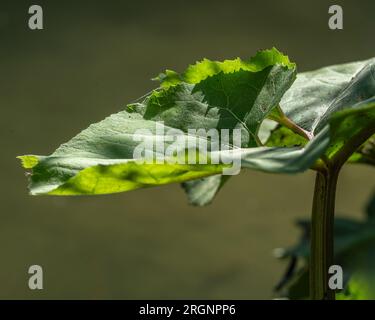 Foglie di Butterbur, Petasites japonicus, retroilluminate. Abruzzo, Italia, Europa Foto Stock