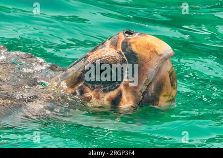 Ritratto di una tartaruga caretta nell'isola di Zante, in Grecia, vista ravvicinata. Foto Stock