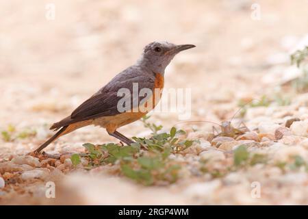 Short-Toed Rock-Thrush, River Crossing Lodge, Windhoek, Namibia, marzo 2023 Foto Stock