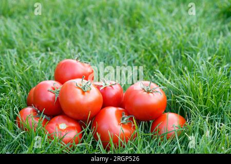 Primo piano di pomodori rossi appena raccolti su erba verde. Giardinaggio e agricoltura. Foto Stock