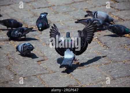 Adorabili piccioni che si nutrono in ambiente urbano Foto Stock