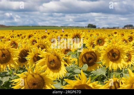 Sentiero dei girasoli a Maiden Castle Dorchester Foto Stock