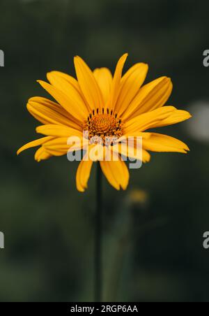 Primo piano del falso girasole giallo a occhio di bue che fiorisce il giorno d'estate. Foto Stock