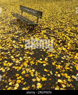 Foglie di colore giallo brillante coprono la panchina e il sentiero escursionistico in autunno Foto Stock