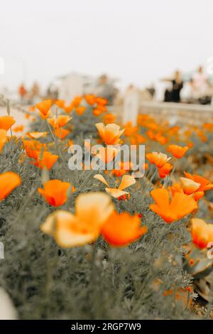 Fiori di papavero che crescono lungo la spiaggia di la Jolla Foto Stock