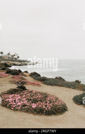 Fiori rosa che crescono lungo la Jolla Foto Stock