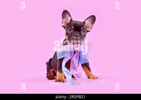 Grazioso cucciolo di cane Bulldog francese color marrone chiaro con nastro rosa Foto Stock