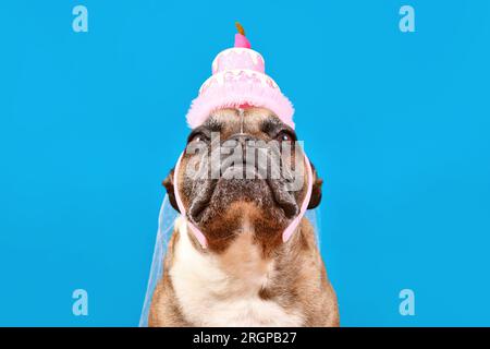 Compleanno del cane. Bulldog francese con torta di compleanno
