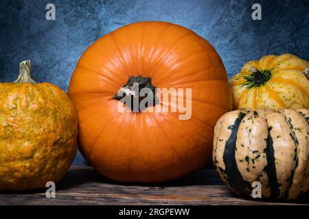 Varietà di zucche commestibili e decorative. Zucche ornamentali e tipi di zucca. Composizione autunnale o autunnale per Halloween e il Ringraziamento. Foto Stock