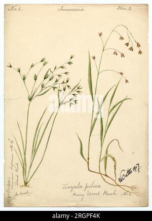 Toad Rush e Hairy Wood Rush (Luzula pilosa) - William Catto 1917 di William Catto Foto Stock