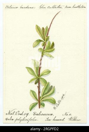 Salice lievitato di tè (salix phylicifolia) - William Catto 1916 di William Catto Foto Stock
