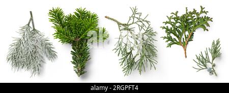 Abete evergreen e ramoscelli di ginepro, elementi di design verdi naturali isolati per Natale, vacanze, natura o inverno Foto Stock