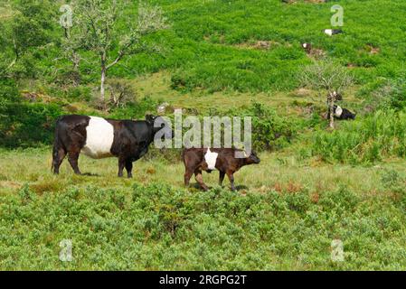 Bovini da manzo Galloway con cintura Foto Stock