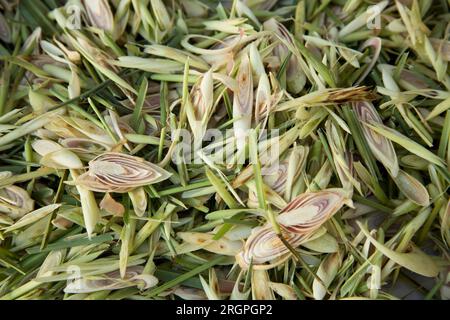 La citronella germoglia in una bancarella di Street food a Bangkok, Thailandia. Foto Stock