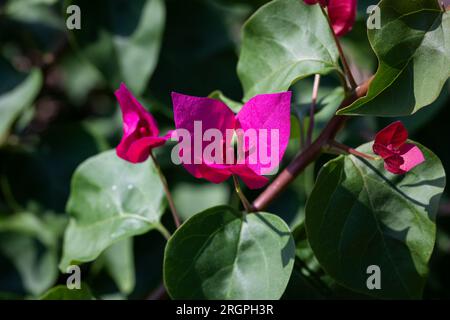 Fiori freschi di Bougainvillea rosa o fiori di carta Foto Stock