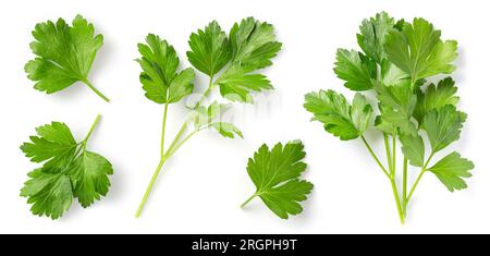 Erbe e spezie mediterranee: Set di foglie di prezzemolo fresche e salutari, ramoscelli e un piccolo mazzetto isolato su uno sfondo bianco, elementi di design alimentare Foto Stock