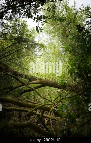 Tronco di salice caduto con nuovi scatti in una foresta umida incontaminata, concetto di paesaggio per l'ecologia e la protezione dell'ambiente naturale, spazio copia, selezione f Foto Stock