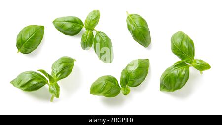 Erbe mediterranee: Basilico fresco. set di sei foglie isolate, ramoscelli e punte su uno sfondo bianco, ombre naturali sottili, vista dall'alto/posizione piatta Foto Stock