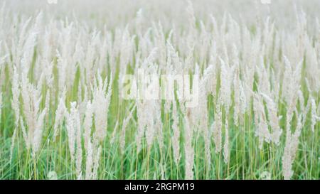 Consistenza di lussureggianti panicli color pastello contro l'erba verde del prato 2 Foto Stock