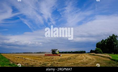 Visuale grandangolare di una singola mietitrebbia che lavora in un campo di orzo. Le condizioni sono ideali, soleggiate, cielo blu e asciutte con nuvole chiare e alte. Foto Stock