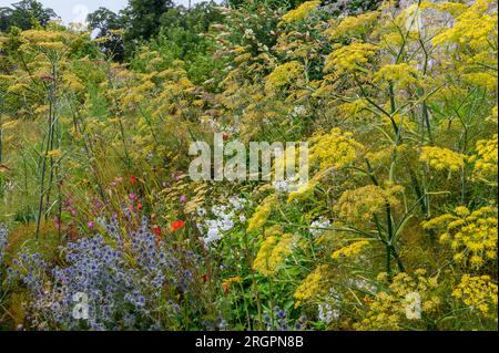 Un confine floreale inglese all'inizio di agosto 2023 con finocchio dolce, eryngo blu e altre piante Foto Stock