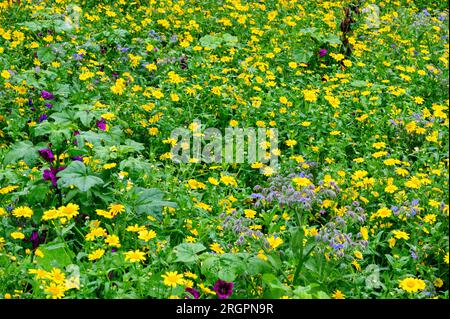 Un confine floreale inglese all'inizio di agosto 2023 con la malva comune, il calendula di mais e altre piante Foto Stock