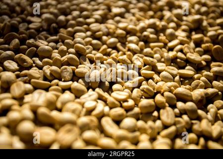 Dettagli dei chicchi di caffè bianchi. Piantagione di caffè biologico nella parte occidentale della città di Chiang mai in Thailandia. Foto Stock