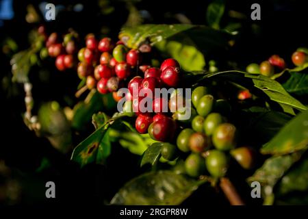Dettagli dei chicchi di caffè rossi. Piantagione di caffè biologico nella parte occidentale della città di Chiang mai in Thailandia. Foto Stock