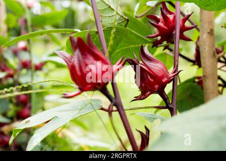 Hibiscus sabdariffa è un ibisco della famiglia Malvaceae, originario dell'Africa tropicale, dall'Egitto e dal Sudan al Senegal, anche se, a causa della sua medicina Foto Stock