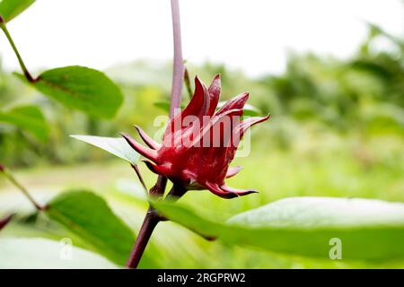 Hibiscus sabdariffa è un ibisco della famiglia Malvaceae, originario dell'Africa tropicale, dall'Egitto e dal Sudan al Senegal, anche se, a causa della sua medicina Foto Stock