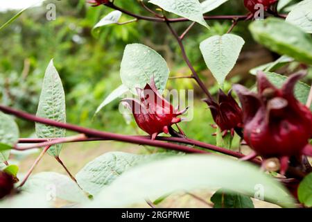 Hibiscus sabdariffa è un ibisco della famiglia Malvaceae, originario dell'Africa tropicale, dall'Egitto e dal Sudan al Senegal, anche se, a causa della sua medicina Foto Stock