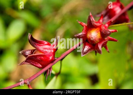 Hibiscus sabdariffa è un ibisco della famiglia Malvaceae, originario dell'Africa tropicale, dall'Egitto e dal Sudan al Senegal, anche se, a causa della sua medicina Foto Stock