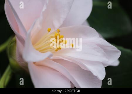 Camelia Foto Stock