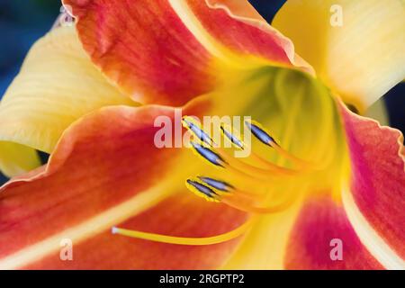 Primo piano del giorno di frans hals, hemerocallis, in un giardino estivo a St. Joseph's Catholic Church a Taylors Falls, Minnesota USA. Foto Stock