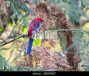 Sulla Fern Foto Stock