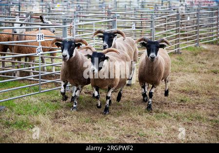 Scottish Black affrontò delle pecore al Duns County Show, in Scozia Foto Stock