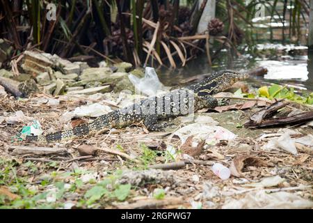 Gigantesca lucertola monitor nelle strade della città di Bangkok in Thailandia. Foto Stock