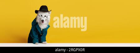 Bellissimo cane samoiato di razza pura con occhiali, cappello e cappotto verde su sfondo giallo da studio Foto Stock