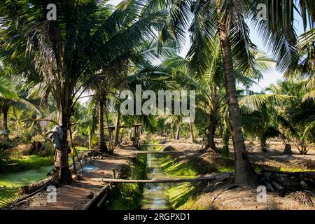 Piantagioni organiche di cocco nella zona di Samut Songkram di ​​Thailand. Foto Stock