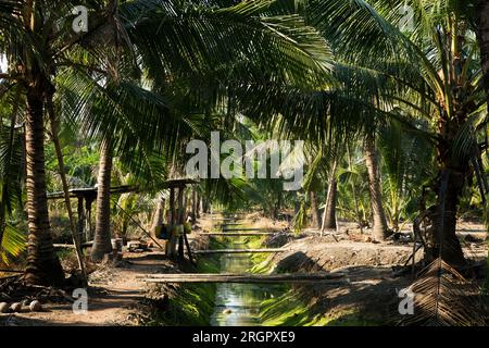 Piantagioni organiche di cocco nella zona di Samut Songkram di ​​Thailand. Foto Stock