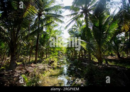 Piantagioni organiche di cocco nella zona di Samut Songkram di ​​Thailand. Foto Stock