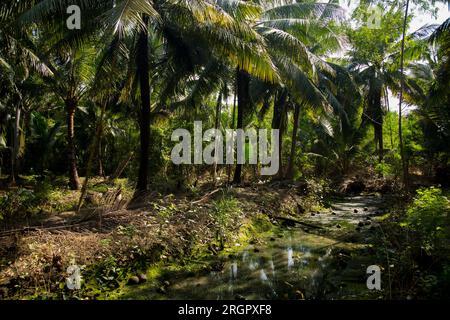 Piantagioni organiche di cocco nella zona di Samut Songkram di ​​Thailand. Foto Stock