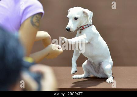 Bangkok, Thailandia. 10 agosto 2023. Un visitatore interagisce con un cane domestico durante un PET expo a Bangkok, Thailandia, 10 agosto 2023. Crediti: Rachen Sageamsak/Xinhua/Alamy Live News Foto Stock