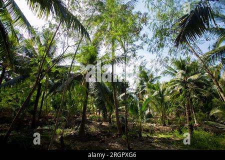 Piantagioni organiche di cocco nella zona di Samut Songkram di ​​Thailand. Foto Stock